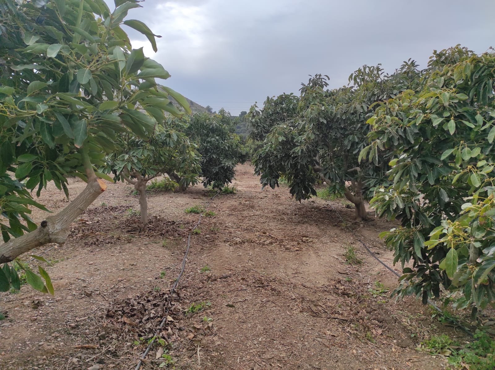 FINCA RUSTICA EN PUNTALÓN – TORRENUEVA